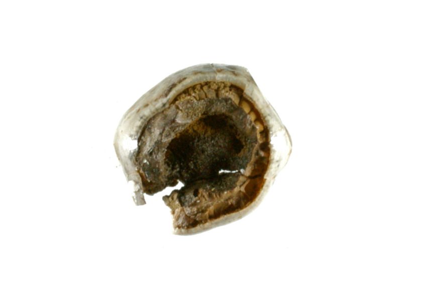 Foto van wisselkies